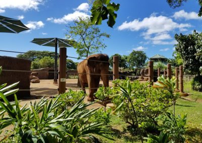 Honolulu Zoo – Asian Tropical Forest Elephant Exhibit